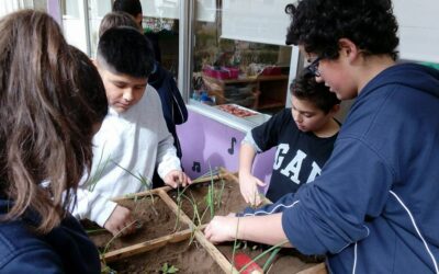 Huerto Escolar 7 Plantación de las mesas de cultivo
