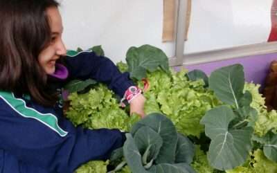 Huerto Escolar 5 Primera cosecha