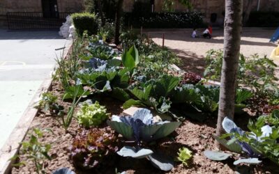 Nuestro huerto en todo su esplendor