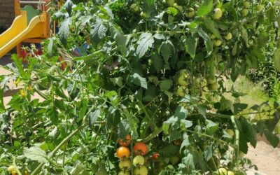 Nuestras plantas se han desarrollado