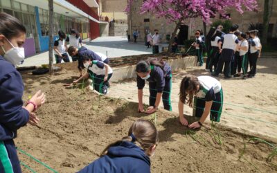 Plantación de cebollas y siembra de maíz