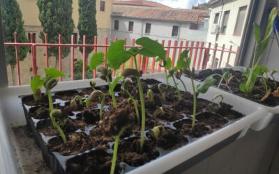 Huerto Escolar 8 Plantones de judías