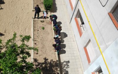 Huerto Escolar 7 Plantación judías