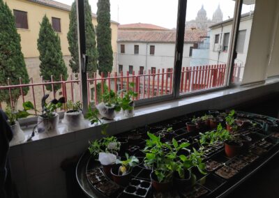 Escarda y plantacion 29 4 11 scaled 1
