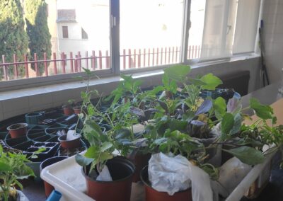 Plantacion 6 5 2 scaled 1