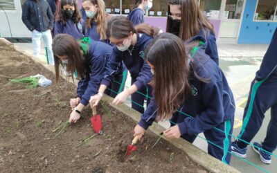 Huerto Escolar 2 Siembra y plantación