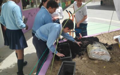 Huerto Escolar 9 Labores de abonado