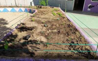 Huerto Escolar 5 Abonado con humus de lombriz y plantación de hortalizas variadas